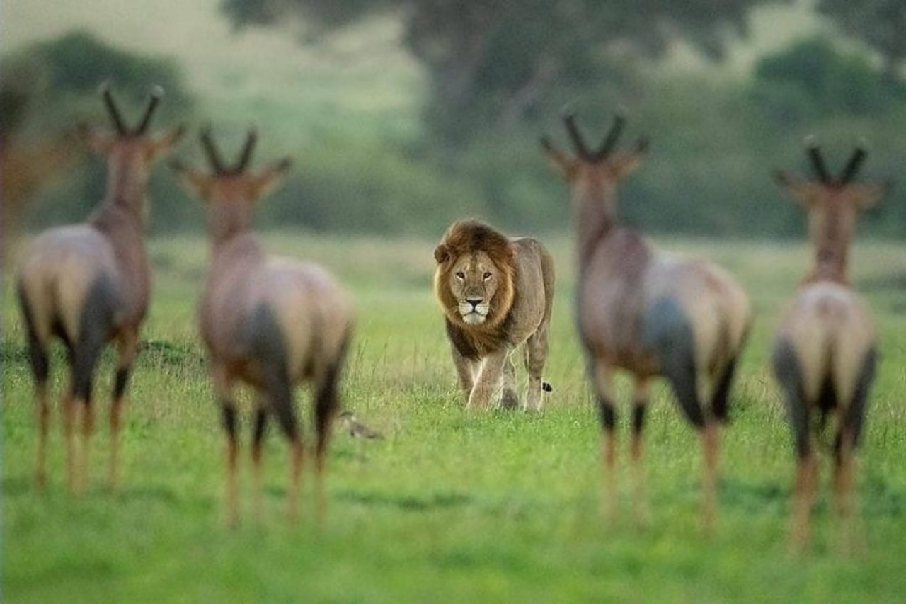 Maasai Mara